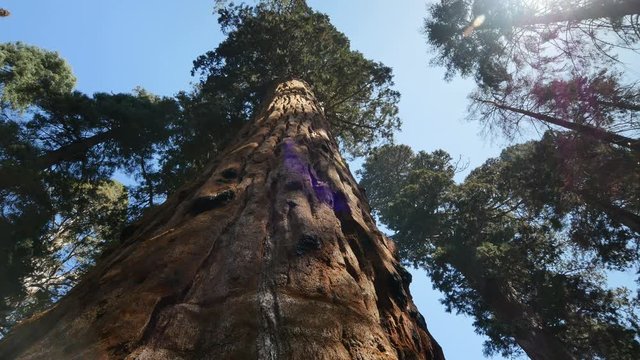 Sequoia National Park California 2 Axis Dolly Right Pan Left