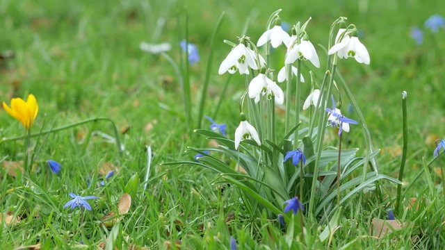 Spring fresh flowers. Crocuses and lilies of the valley.	