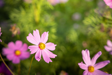  Beautiful Cosmos flowers in garden. Nature background.