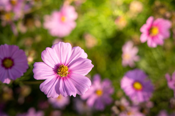 Fototapeta premium Beautiful Cosmos flowers in garden. Nature background.