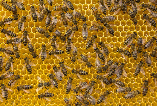 Bees on honeycombs with nectar and honey.