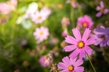 Obraz premium Beautiful Cosmos flowers in garden. Nature background.
