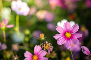  Beautiful Cosmos flowers in garden. Nature background.