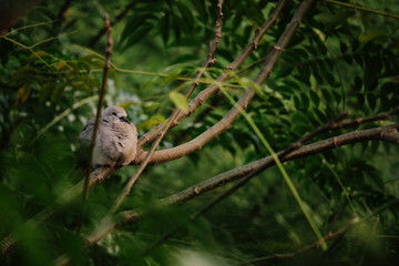 bird on branch