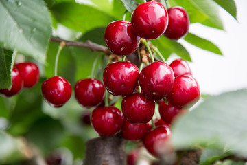 juicy vitamin bombs, cherry is a species of plant in the genus Prunus