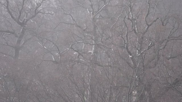 Heavy snowfall with strong wind on a background of tree branches on a winter cloudy day. The approach of a cyclone with snow and gusty winds. Weather forecast
