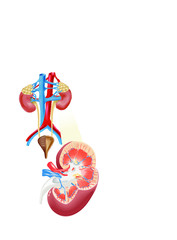 Kidney