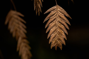 Brown Leaf Closeup