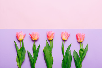 Pink tulips in row on colorful background