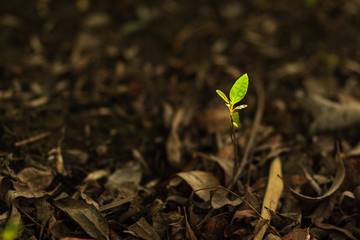young plant in soil. a new tree in spring 