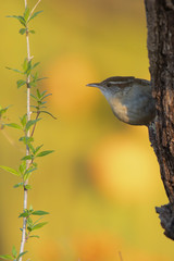 Carolina wren perched on a branch in a backyard home feeder