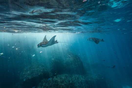 Manta Rays In Plastic Pollution