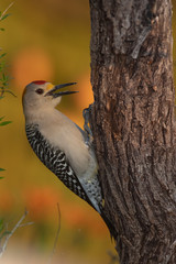 Golden fronted woodpecker in a backyard feeder