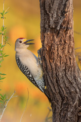 Golden fronted woodpecker in a backyard feeder