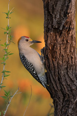 Golden fronted woodpecker in a backyard feeder