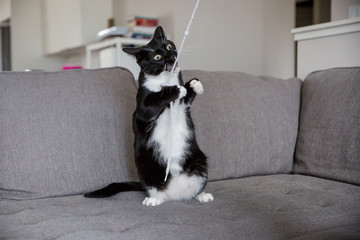 Fototapeta na wymiar Tuxedo cat playing with string