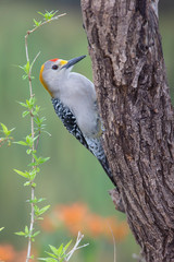 Golden fronted woodpecker in a backyard feeder