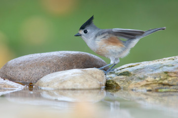 black-crested titmouse perched on a branch backyard home feeder