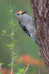 Golden fronted woodpecker in a backyard feeder