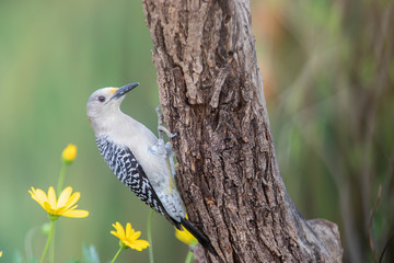 Golden fronted woodpecker in a backyard feeder