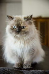 Naklejka na ściany i meble Beautiful blue-eyed Persian cat