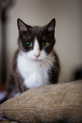 Tuxedo cat portrait