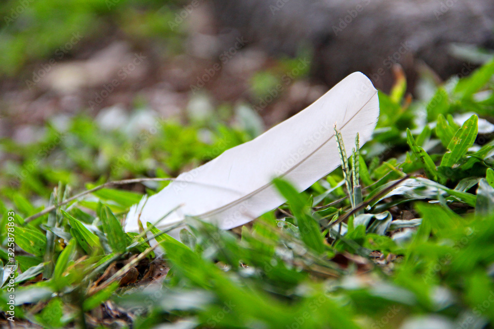 Poster feather on grass