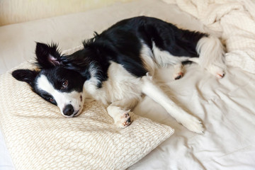 Portrait of cute smilling puppy dog border collie lay on pillow blanket in bed. Do not disturb me...