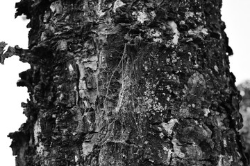 La textura de un arbol viejo, enfocando una telara&ntilde;a, hongos causados por la humedad y el medio ambiente.