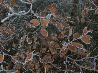 frozen leaves
