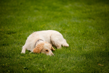 Sleepy puppy laying down in summer grass