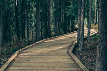 Board walk trail in a forest