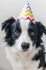 Funny portrait of cute smilling puppy dog border collie wearing birthday silly hat looking at camera isolated on white background. Happy Birthday party concept. Funny pets animals life.