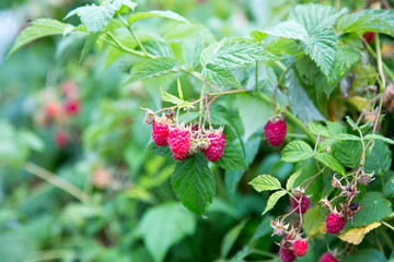 Now picking raspberries from your own garden