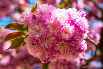 Daisy flower, flowering daisy flowers in meadow.