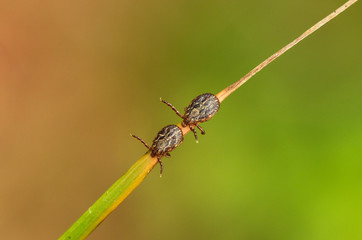 Ornate cow ticks waiting for host on weed leaf - Dermacentor reticulatus