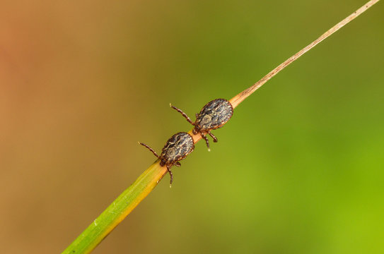 Ornate cow ticks waiting for host on weed leaf - Dermacentor reticulatus