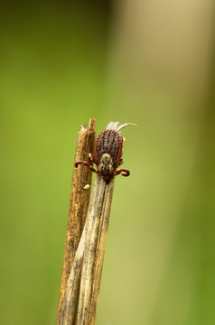 Ornate cow tick waiting for host on a stem - Dermacentor reticulatus