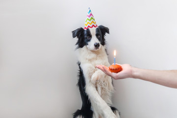 Funny portrait of cute smilling puppy dog border collie wearing birthday silly hat looking at cupcake holiday cake with one candle isolated on white background. Happy Birthday party concept.