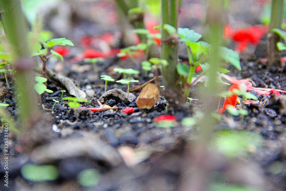 Canvas Prints Plant