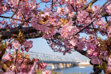 Kawazu-zakura cherry blossoms just before sunset blooming on a late February day at Myoden Park, Ichikawa, Japan.