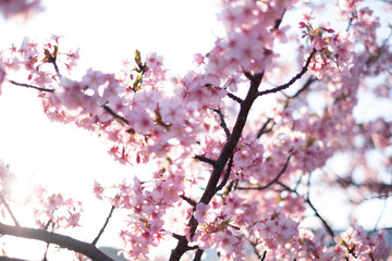 Kawazu-zakura cherry blossoms just before sunset blooming on a late February day at Myoden Park, Ichikawa, Japan.