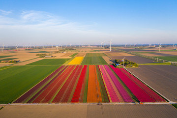 Fototapeta Aerial view of tulip planted fields in the Dronten area. Spring in the Netherlands obraz