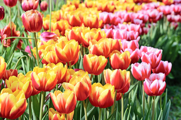 Beautiful tulips flower in tulip field at spring day     