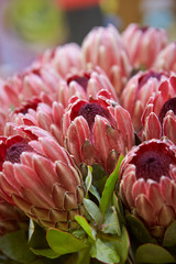Blooming king protea in garden