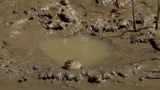 Oxudercinae mud spray in mangrove forest Thailand 