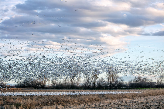Migratory Birds