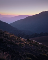 A group of sheep in the morning on the hill
