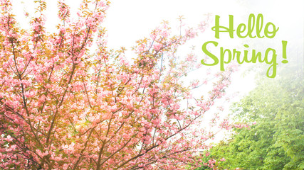Hello spring text on blurred background of blooming sakura tree. Spring pink and green floral botanical background, greeting card or wallpaper.