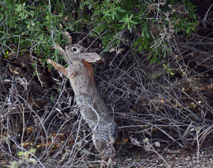Obraz premium Rabbit determined to get Berries from Tree